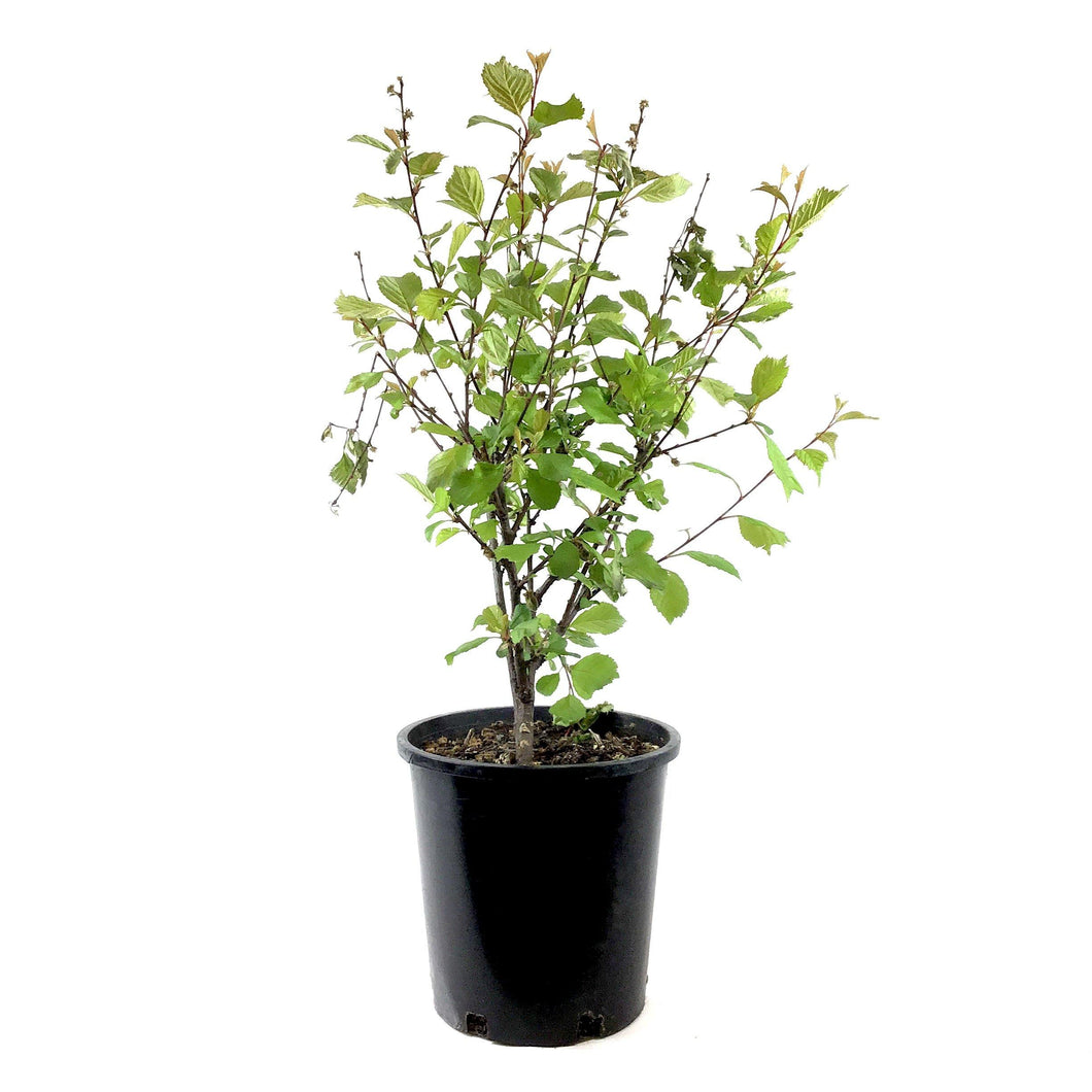 Plum, 2 gal, Double Flowering - Floral Acres Greenhouse & Garden Centre