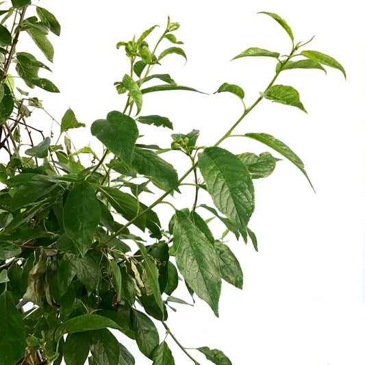 Cherry, 7 gal, Amur, Ming - Floral Acres Greenhouse & Garden Centre