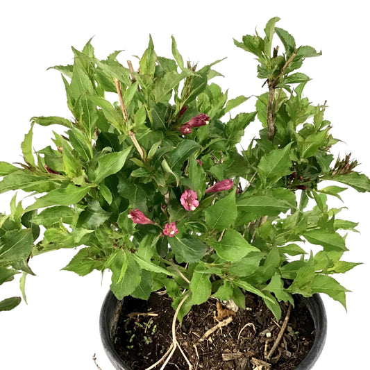 Weigela, 2 gal, Rumba - Floral Acres Greenhouse & Garden Centre