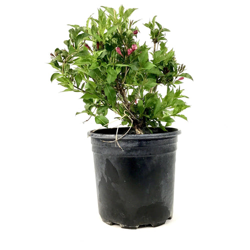 Weigela, 2 gal, Rumba - Floral Acres Greenhouse & Garden Centre