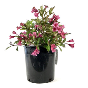 Weigela, 2 gal, Minuet - Floral Acres Greenhouse & Garden Centre