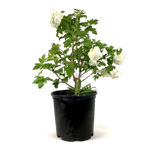 Viburnum, 2 gal, Snowball - Floral Acres Greenhouse & Garden Centre