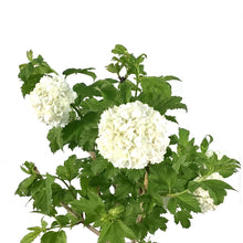 Load image into Gallery viewer, Viburnum, 2 gal, Snowball - Floral Acres Greenhouse &amp; Garden Centre
