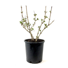 Load image into Gallery viewer, Viburnum, 2 gal, Snowball - Floral Acres Greenhouse &amp; Garden Centre
