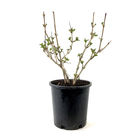 Viburnum, 2 gal, Snowball - Floral Acres Greenhouse & Garden Centre