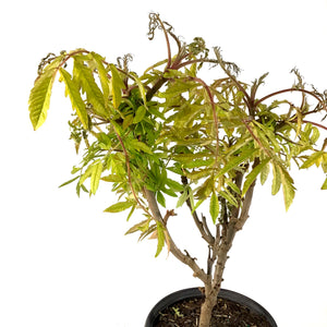Sumac, 8 in, Tiger Eyes® Staghorn - Floral Acres Greenhouse & Garden Centre