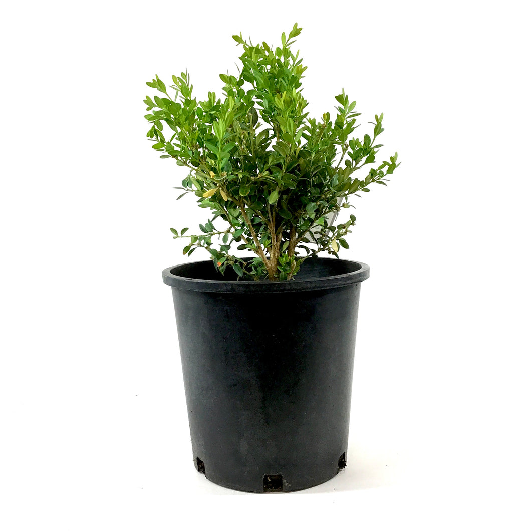 Boxwood, 2 gal, Calgary - Floral Acres Greenhouse & Garden Centre