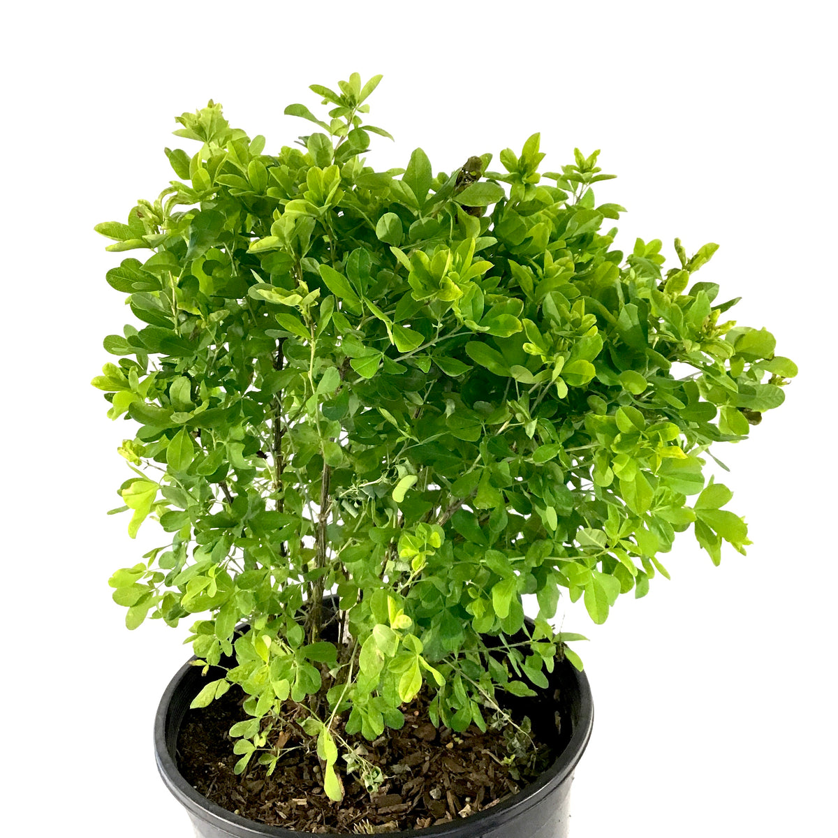 Caragana, 2 gal, Globe - Floral Acres Greenhouse & Garden Centre