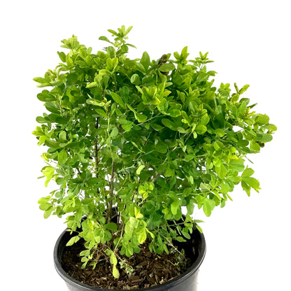 Caragana, 2 gal, Globe - Floral Acres Greenhouse & Garden Centre