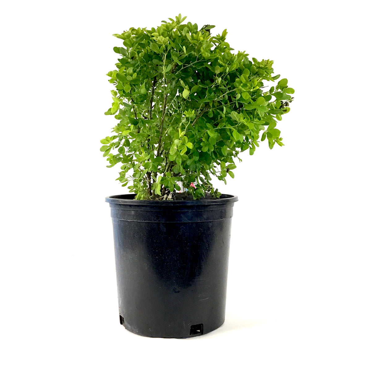 Caragana, 2 gal, Globe - Floral Acres Greenhouse & Garden Centre