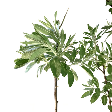 Russian Olive, 7 gal, Tree - Floral Acres Greenhouse & Garden Centre