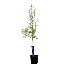 Load image into Gallery viewer, Russian Olive, 7 gal, Tree - Floral Acres Greenhouse &amp; Garden Centre
