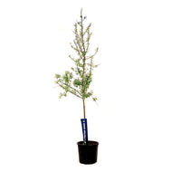 Russian Olive, 7 gal, Tree - Floral Acres Greenhouse & Garden Centre