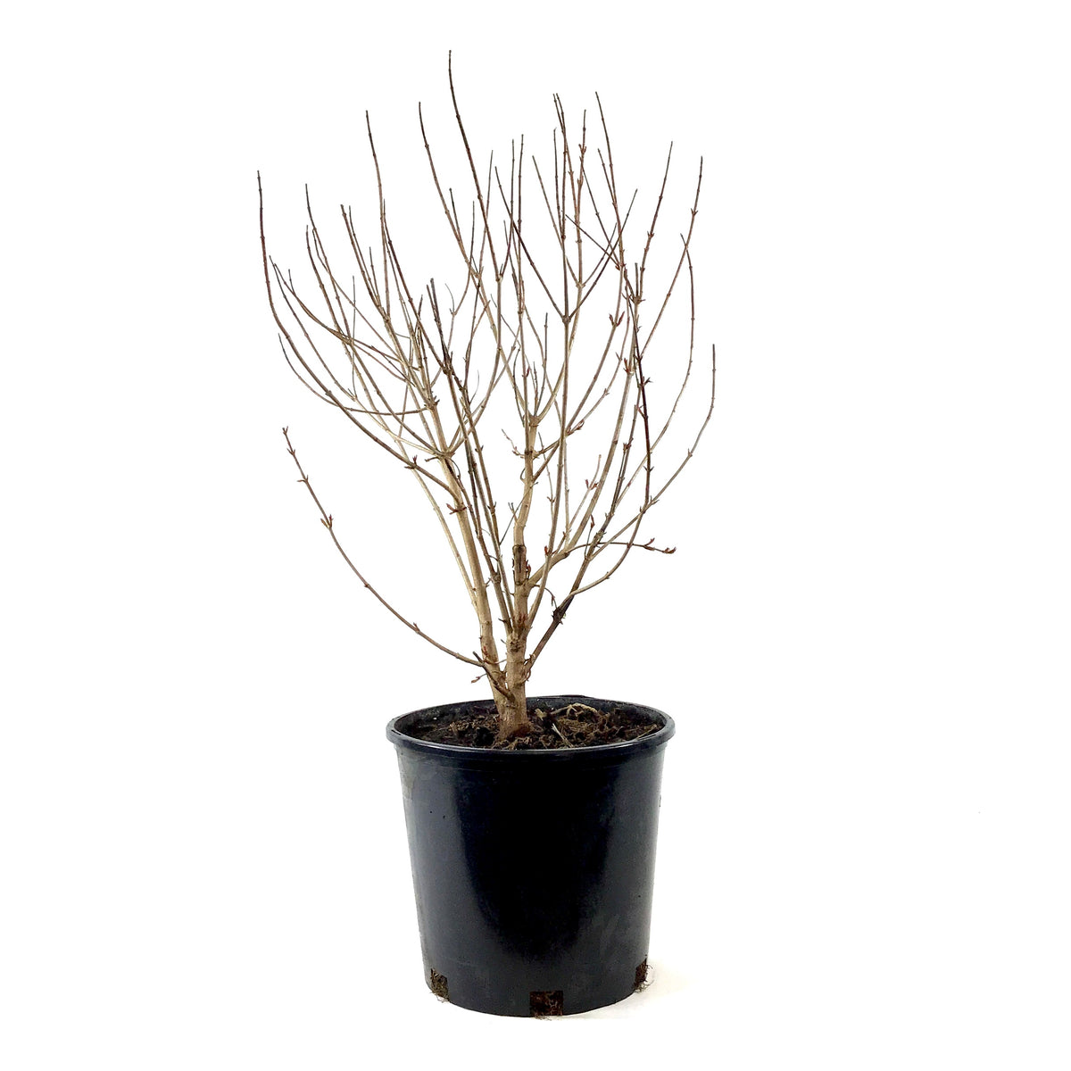 Maple, 2 gal, Amur Shrub - Floral Acres Greenhouse & Garden Centre