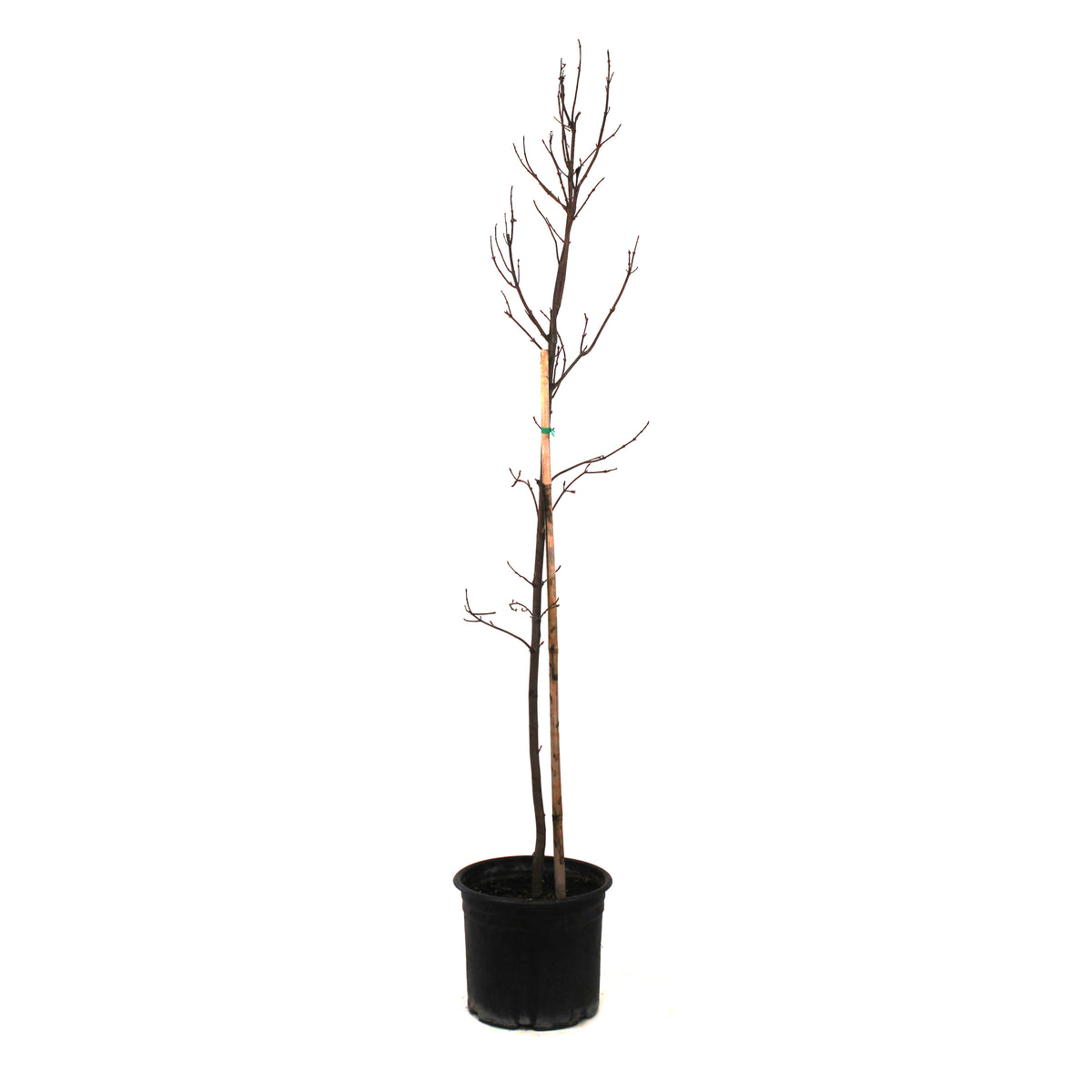 Maple, 5 gal, Autumn Blaze® - Floral Acres Greenhouse & Garden Centre