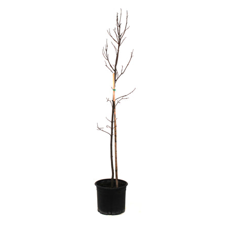 Maple, 5 gal, Autumn Blaze® - Floral Acres Greenhouse & Garden Centre