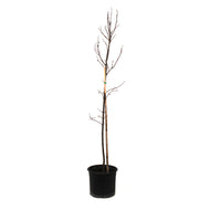 Maple, 5 gal, Autumn Blaze® - Floral Acres Greenhouse & Garden Centre