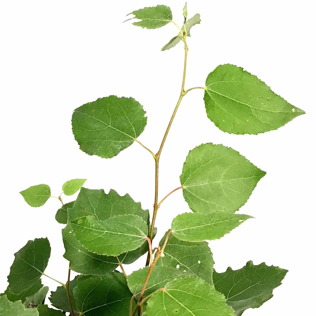 Aspen, 2 gal, Swedish - Floral Acres Greenhouse & Garden Centre
