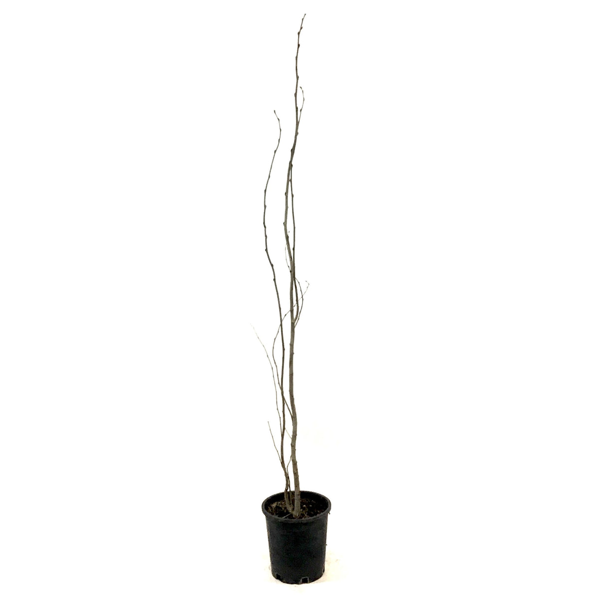 Aspen, 2 gal, Swedish - Floral Acres Greenhouse & Garden Centre