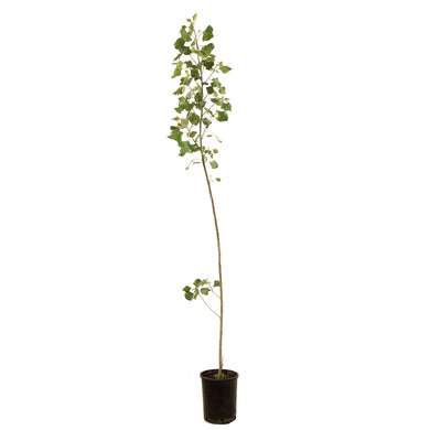 Poplar, 1 gal, Sundancer Hybrid - Floral Acres Greenhouse & Garden Centre