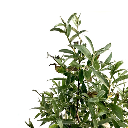 Willow, 5 gal, Silver Leaf/Silky - Floral Acres Greenhouse & Garden Centre