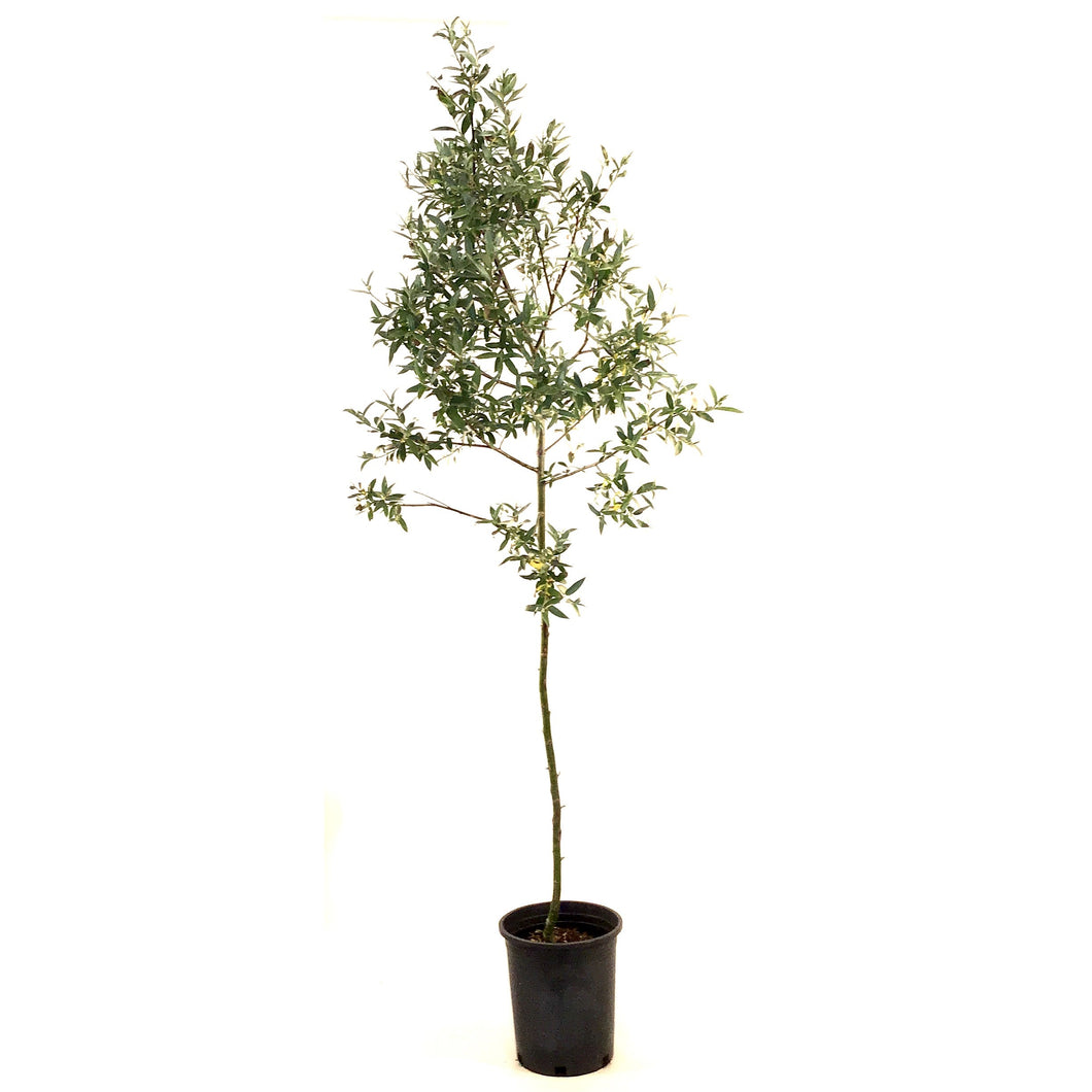 Willow, 5 gal, Silver Leaf/Silky - Floral Acres Greenhouse & Garden Centre