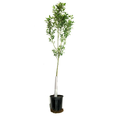 Willow, 5 gal, Prairie Reflection®