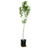 Willow, 5 gal, Prairie Reflection®