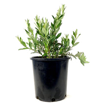Load image into Gallery viewer, Willow, 2 gal, Blue Fox - Floral Acres Greenhouse &amp; Garden Centre
