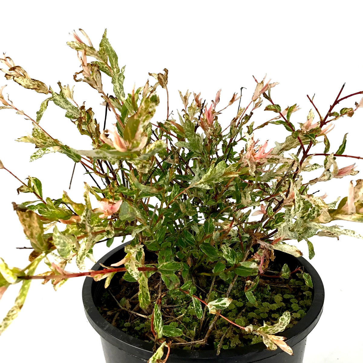 Willow, 2 gal, Hakuro Nishiki Tricolour - Floral Acres Greenhouse & Garden Centre
