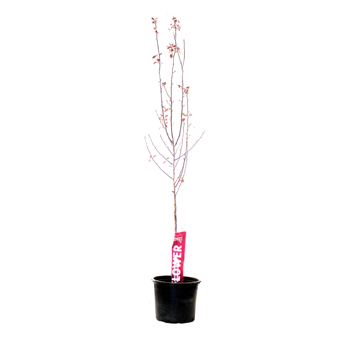 Crabapple, 7 gal, Flowering, Thunderchild - Floral Acres Greenhouse & Garden Centre