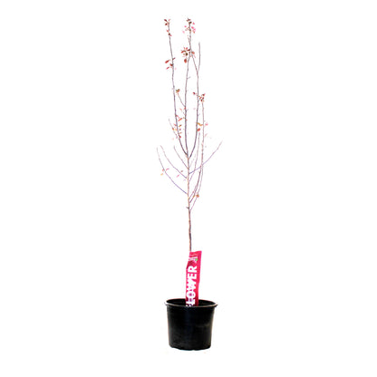 Crabapple, 7 gal, Flowering, Thunderchild - Floral Acres Greenhouse & Garden Centre