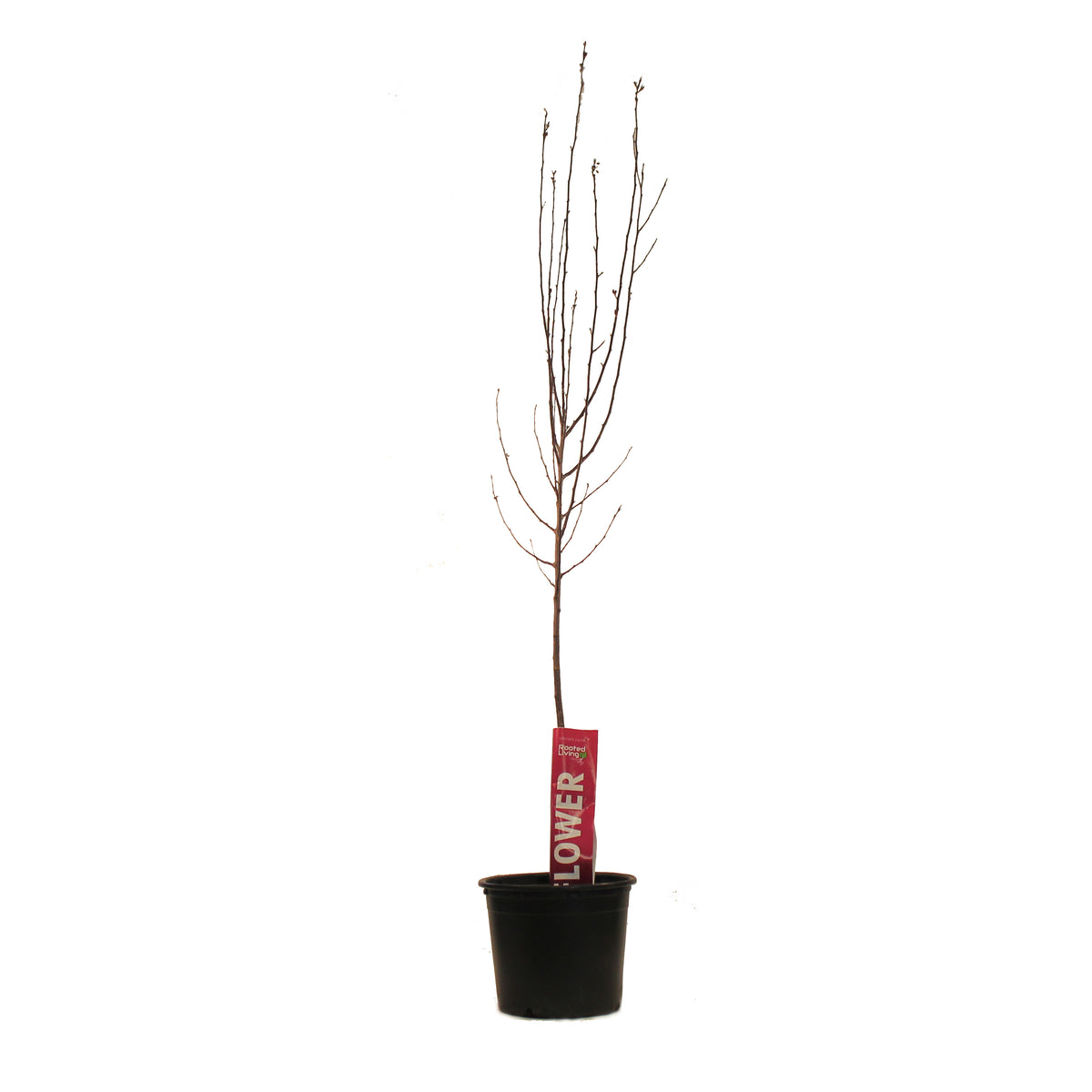 Crabapple, 7 gal, Flowering, Thunderchild - Floral Acres Greenhouse & Garden Centre