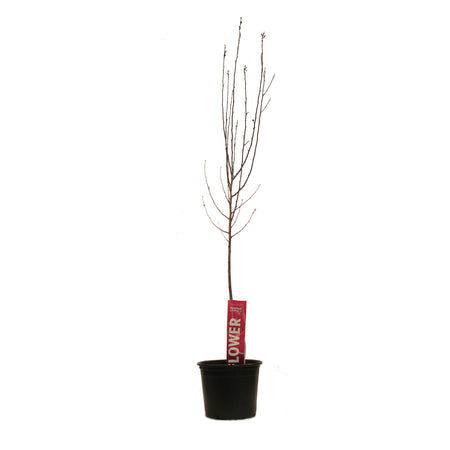 Crabapple, 7 gal, Flowering, Thunderchild - Floral Acres Greenhouse & Garden Centre