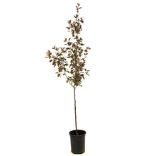 Load image into Gallery viewer, Crabapple, 5 gal, Flowering, Thunderchild - Floral Acres Greenhouse &amp; Garden Centre
