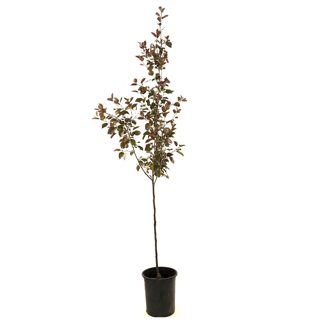 Crabapple, 5 gal, Flowering, Thunderchild - Floral Acres Greenhouse & Garden Centre