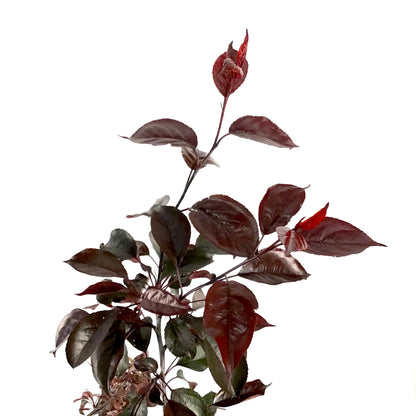 Crabapple, 5 gal, Flowering, Royalty - Floral Acres Greenhouse & Garden Centre