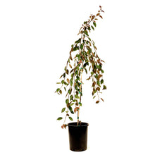 Load image into Gallery viewer, Crabapple, 5 gal, Flowering, Rosy Glo Weeping - Floral Acres Greenhouse &amp; Garden Centre
