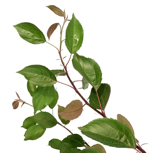 Crabapple, 5 gal, Flowering, Rosy Glo Weeping - Floral Acres Greenhouse & Garden Centre
