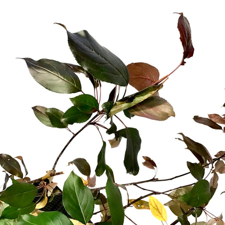Crabapple, 5 gal, Flowering, Gladiator® - Floral Acres Greenhouse & Garden Centre
