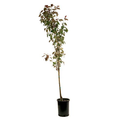 Crabapple, 5 gal, Flowering, Gladiator® - Floral Acres Greenhouse & Garden Centre