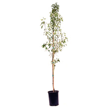 Load image into Gallery viewer, Crabapple, 5 gal, Flowering, Starlite® - Floral Acres Greenhouse &amp; Garden Centre

