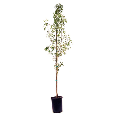 Crabapple, 5 gal, Flowering, Starlite® - Floral Acres Greenhouse & Garden Centre