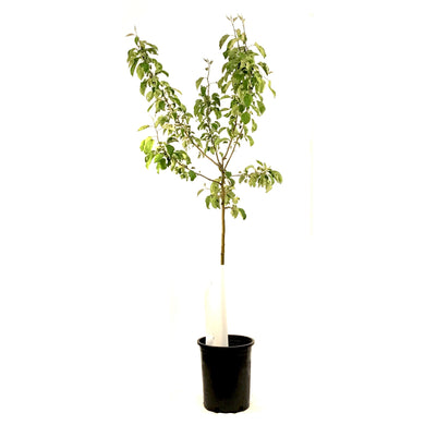 Crabapple, 5 gal, Rescue - Floral Acres Greenhouse & Garden Centre