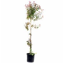 Load image into Gallery viewer, Crabapple, 7 gal, Flowering, Royal Mist® - Floral Acres Greenhouse &amp; Garden Centre
