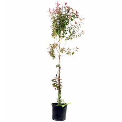 Crabapple, 7 gal, Flowering, Royal Mist® - Floral Acres Greenhouse & Garden Centre