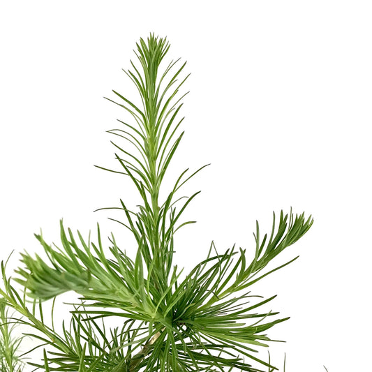 Larch, 5 gal, Siberian - Floral Acres Greenhouse & Garden Centre
