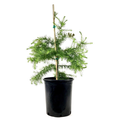 Larch, 5 gal, Siberian - Floral Acres Greenhouse & Garden Centre