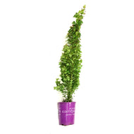 Birch, 5 gal, Parkland Pillar®