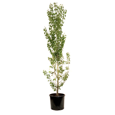 Birch, 7 gal, Dakota Pinnacle® - Floral Acres Greenhouse & Garden Centre